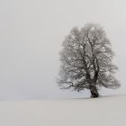 Il senso dell'albero per la neve