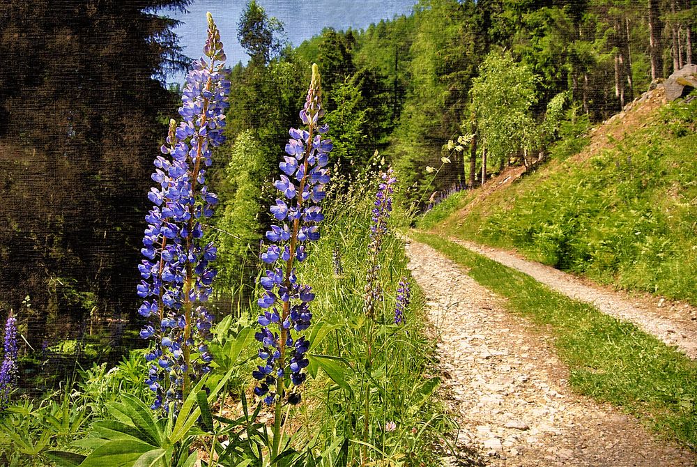 Il sentiero dei Lupini