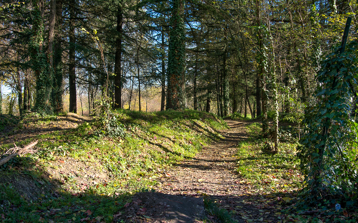 Il sentiero del bosco