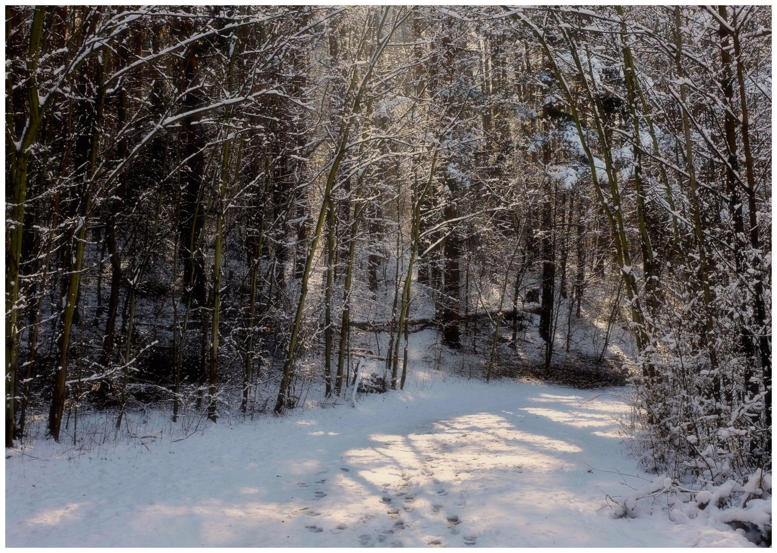 Il sentiero nel bosco