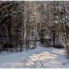 Il sentiero nel bosco