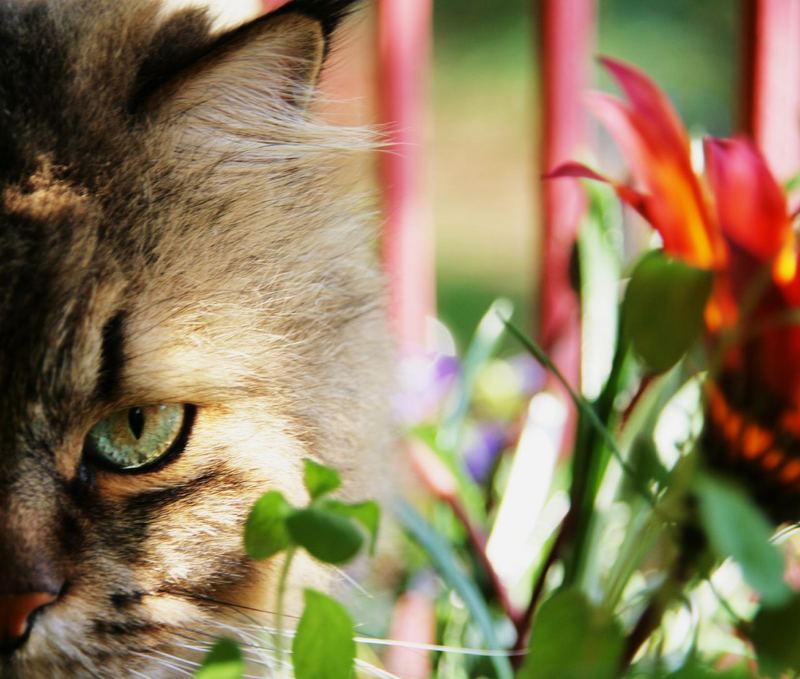 Il Sig. Gatto Ernesto