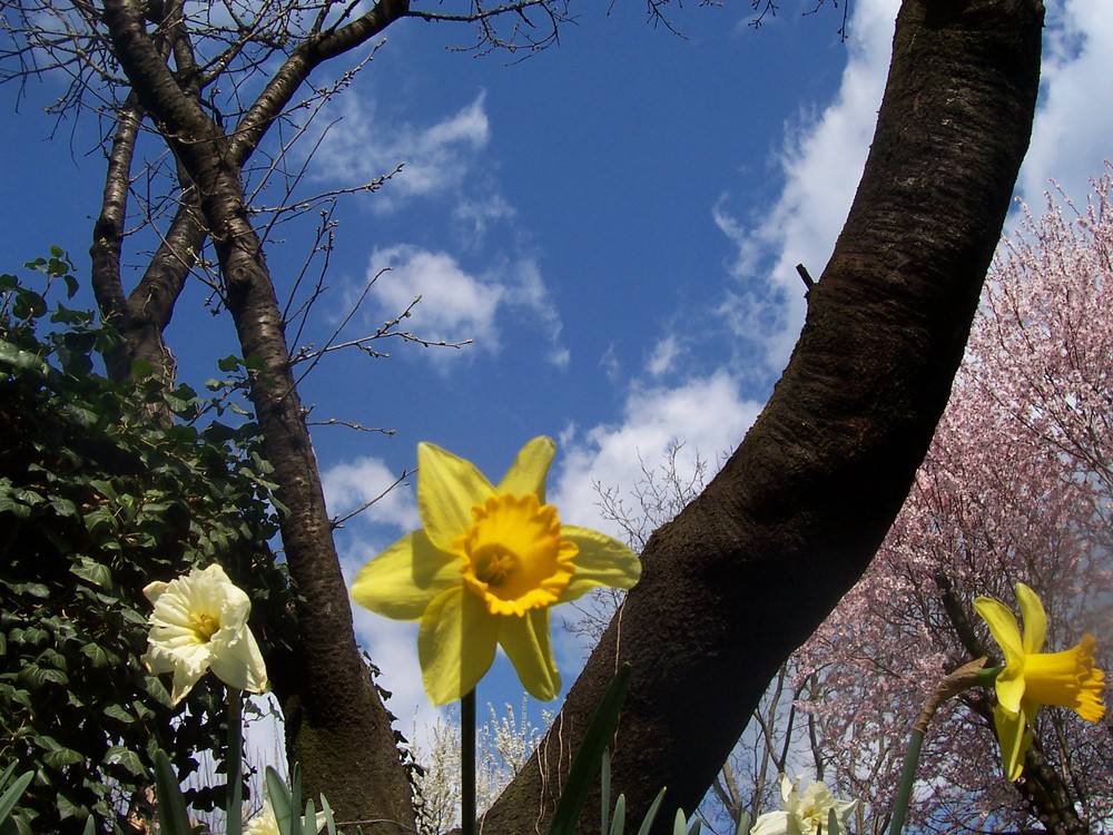 IL SIGNIFICATO DELLA PRIMAVERA...