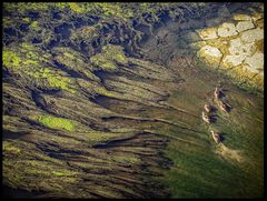 Il Signore Degli Anatroccoli - Nel Gran Muschio