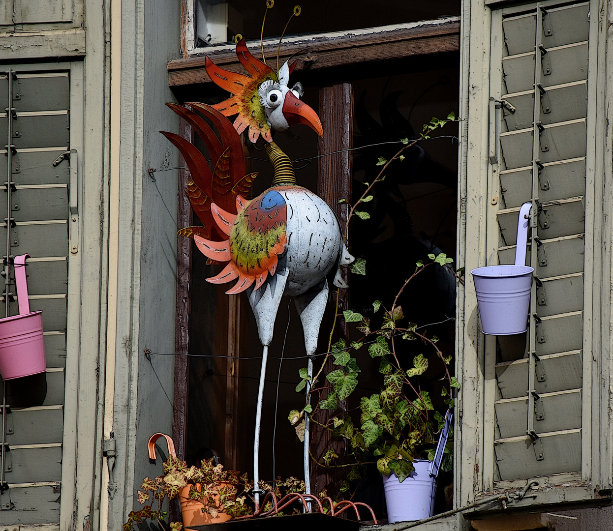 Il signore Gallo