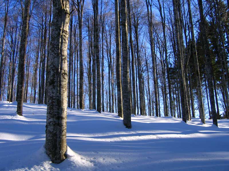 Il silenzio del bosco