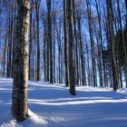 Il silenzio del bosco