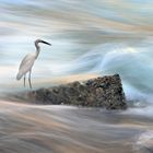 Il Silenzio della Natura.........