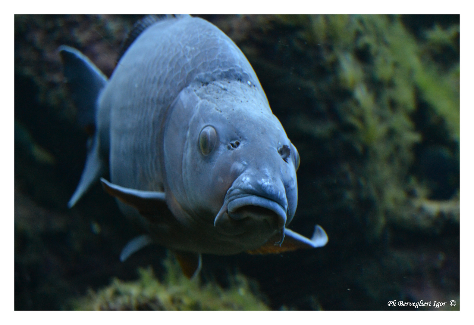 Il silenzio di un pesce