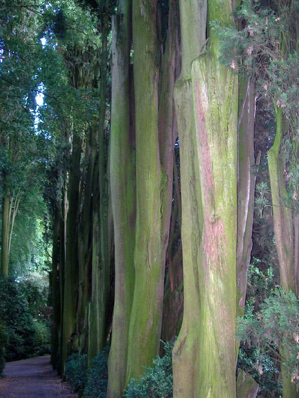 il Silenzio....del bosco