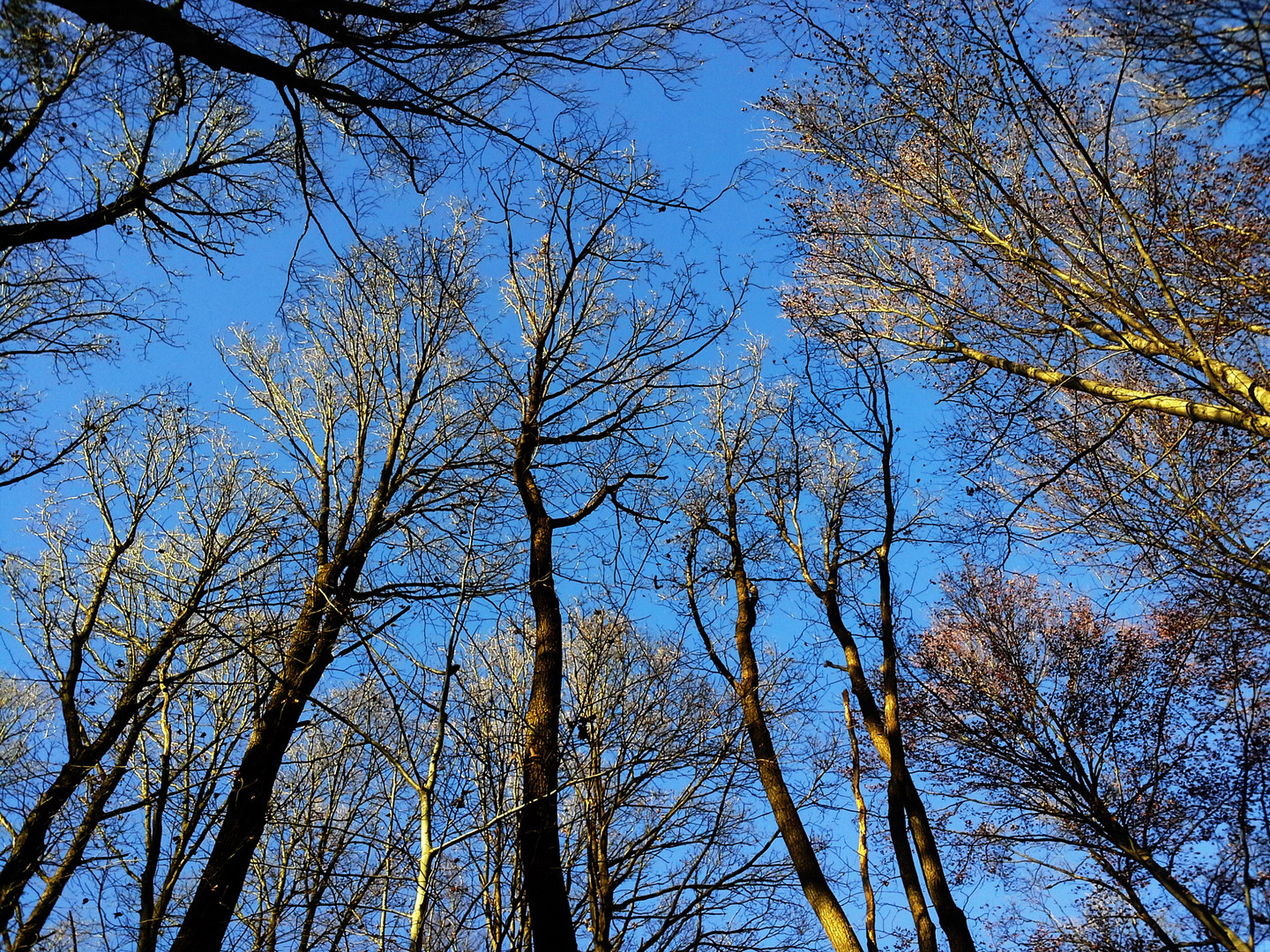 Il sole nel bosco - Wintersonne