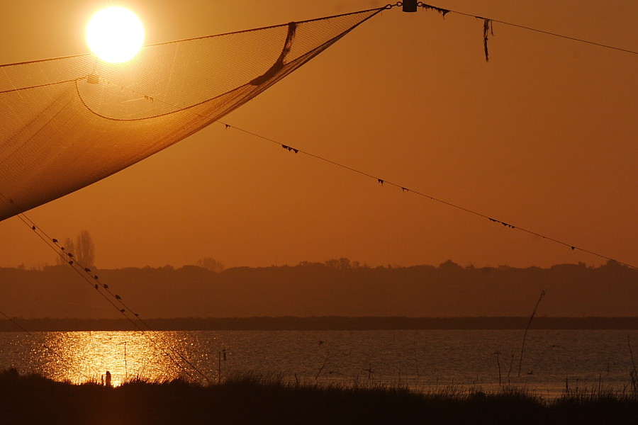 Il sole ..... nella rete.