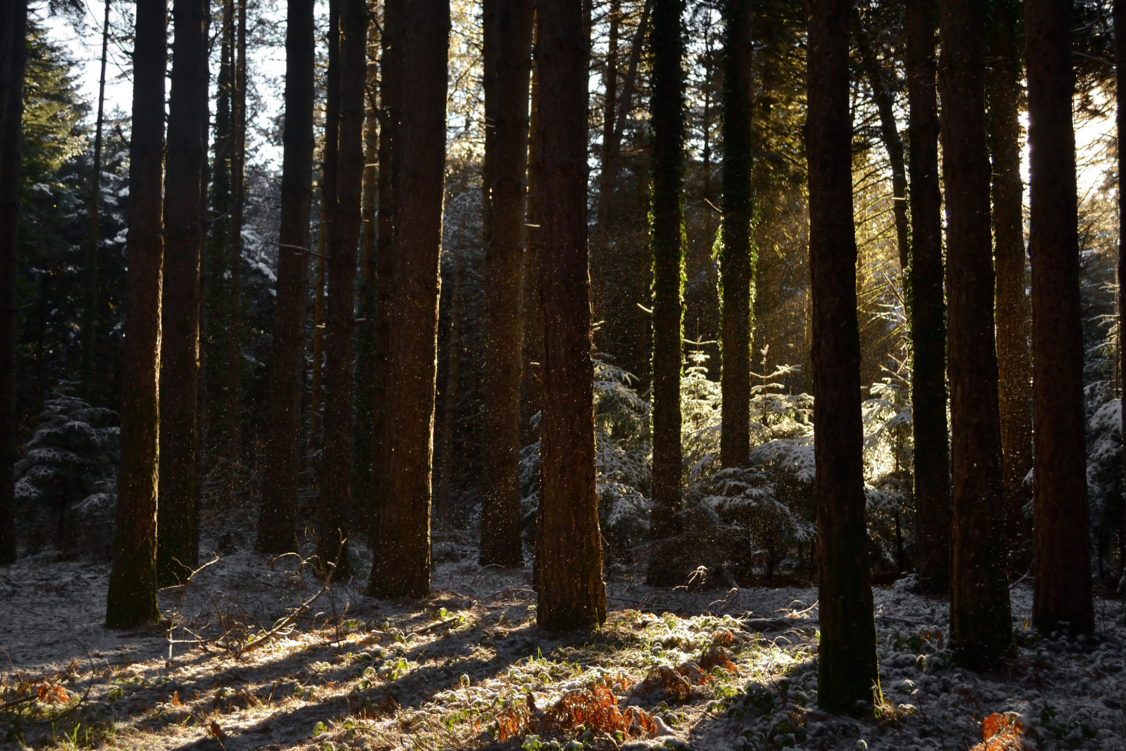 Il sole scalda il sottobosco gelato (Monti delle Serre, Calabria)