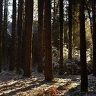 Il sole scalda il sottobosco gelato (Monti delle Serre, Calabria)