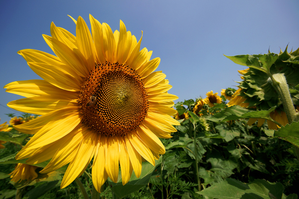 Il sole sulla terra..