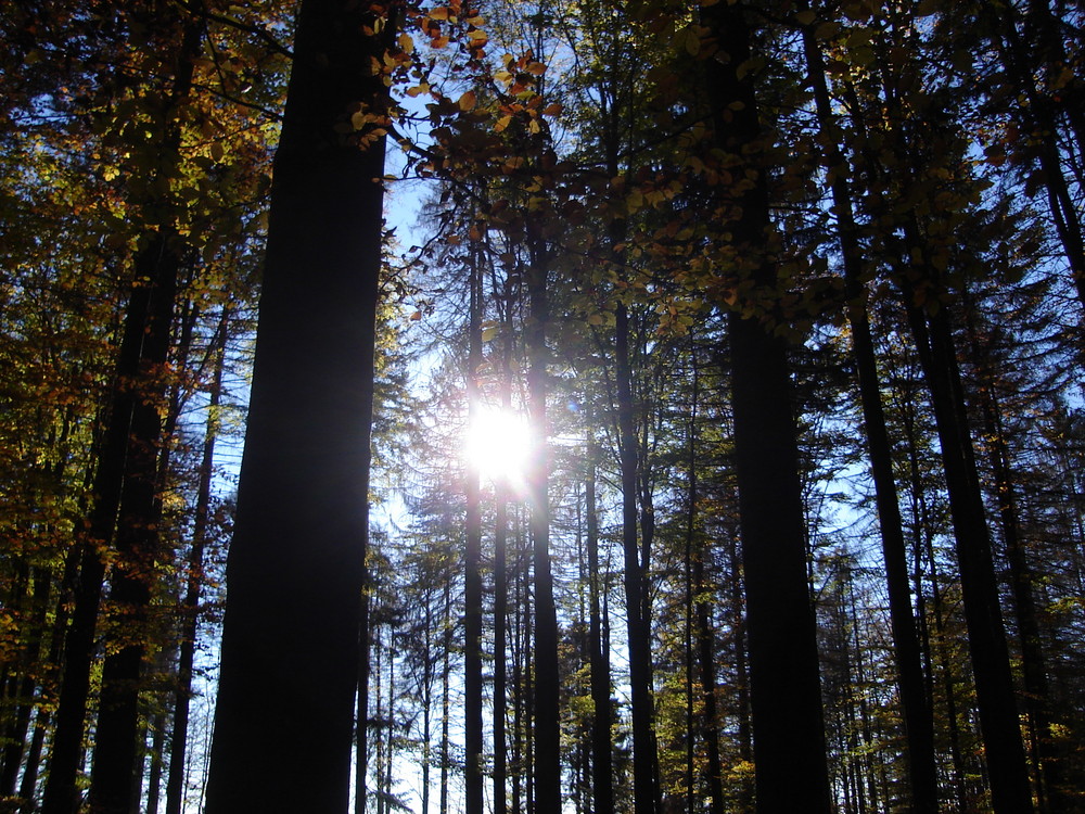 il sole tra gli alberi riscalda la mia pelle in questa fredda mattina di inverno