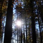 il sole tra gli alberi riscalda la mia pelle in questa fredda mattina di inverno