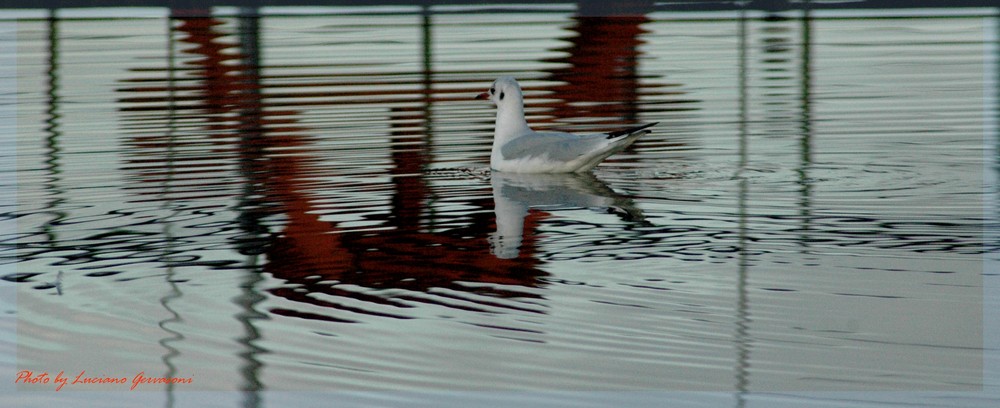 Il solitario