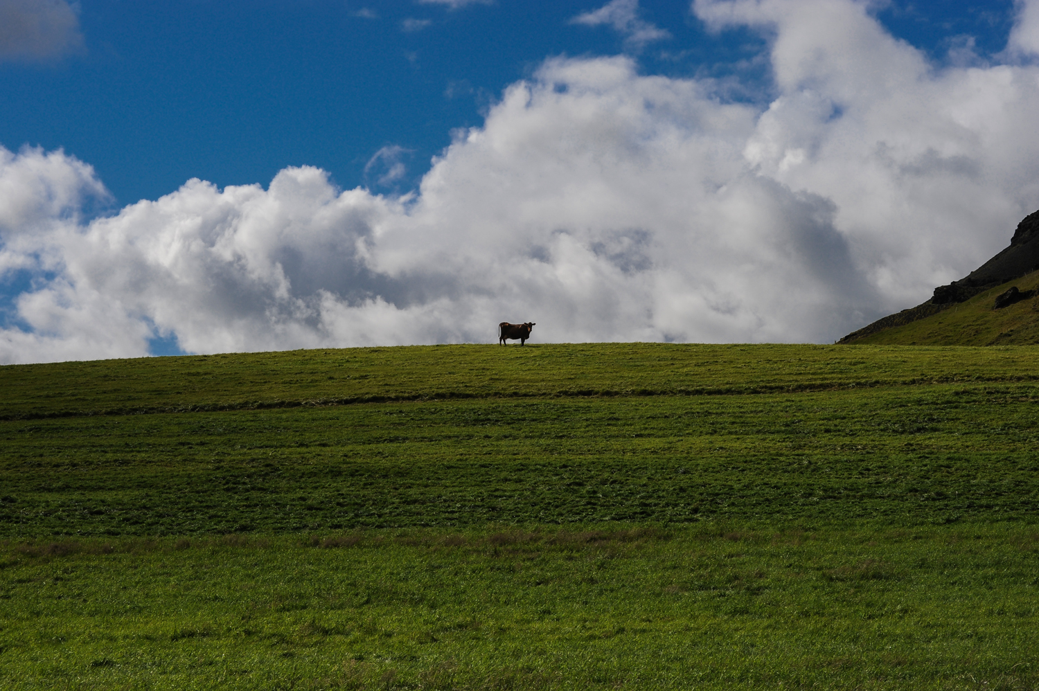 il solitario