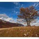 Il solitario in autunno