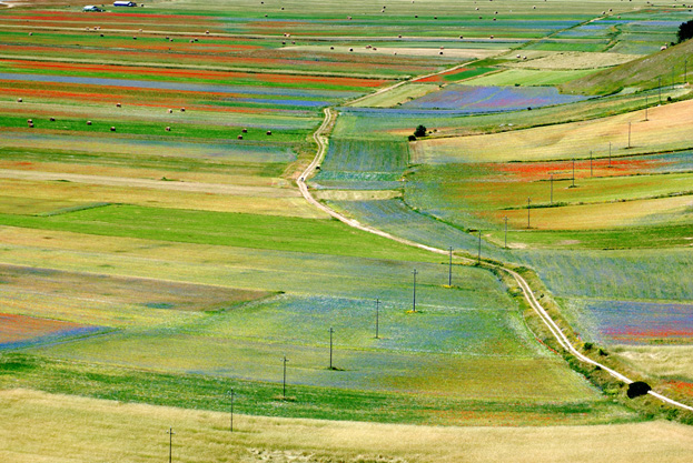 IL... SOLITO CASTELLUCCIO 1