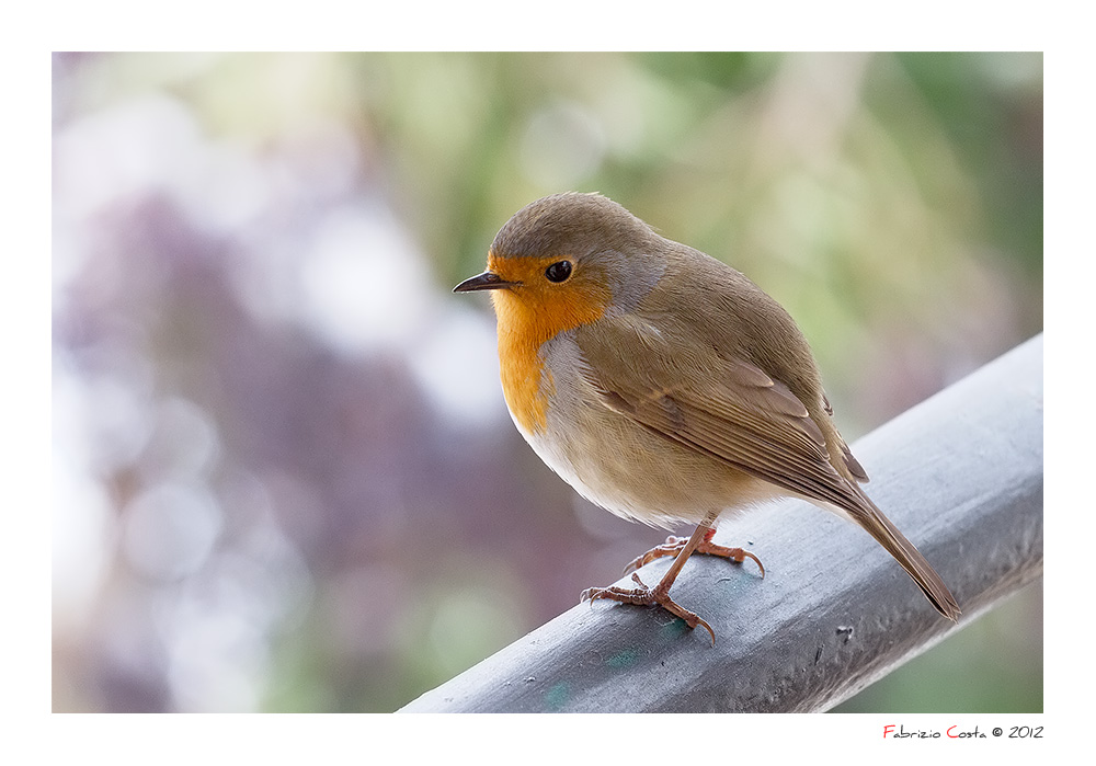 Il solito pettirosso