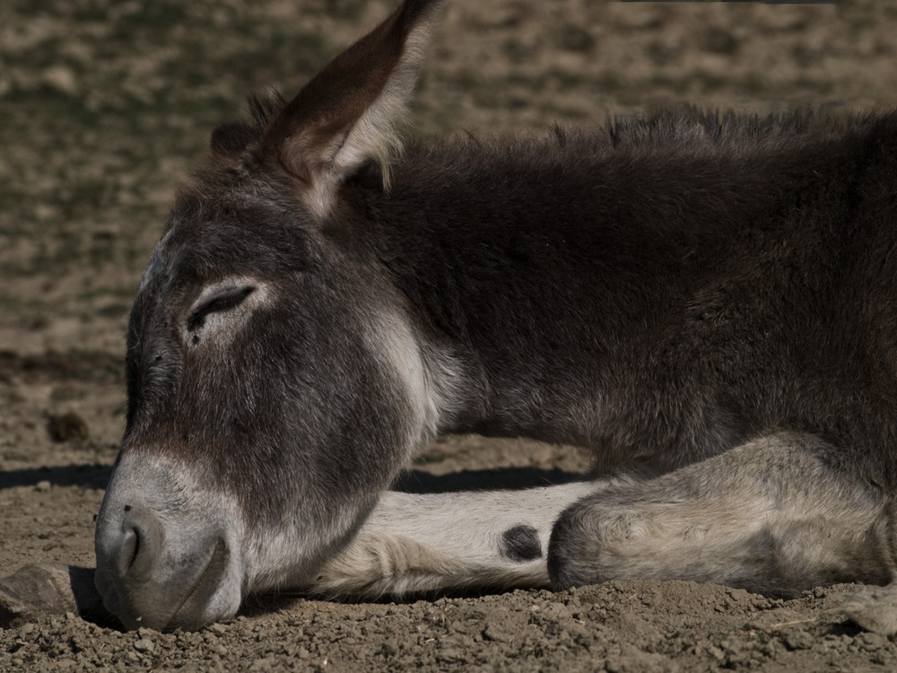 Il sonno del giusto!