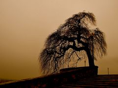 il sonno dell'inverno ..........sta per finire