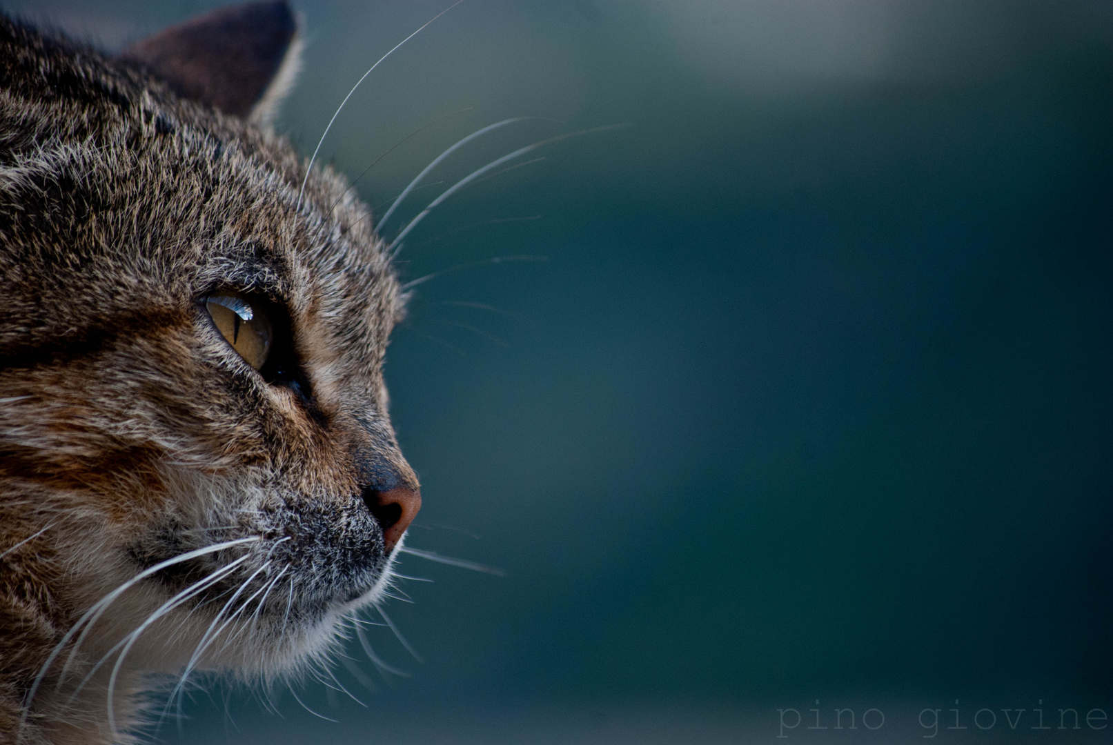 il sorriso del gatto...