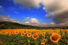 il sorriso della mia terra (the smile of my earth) von Francesco Della Santa 