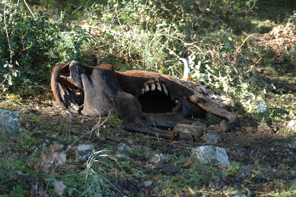 il sorriso della morte