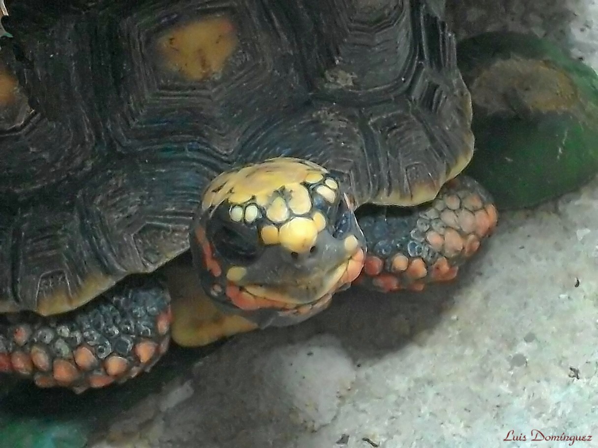 Il sorriso di Morrocoy