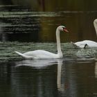 il suffira d'un Cygne