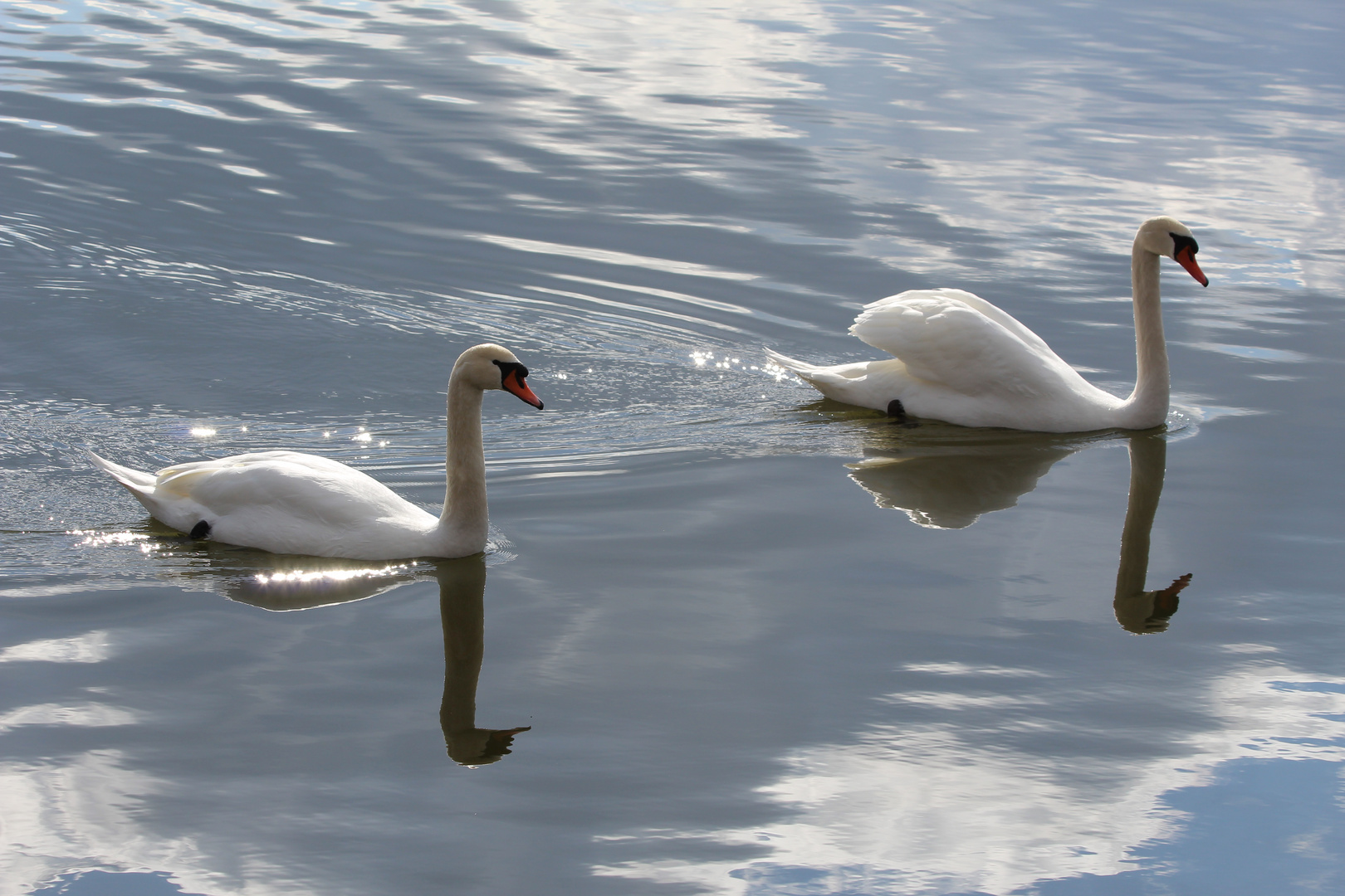 il suffira d'un cygne?