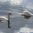 il suffira d'un cygne?