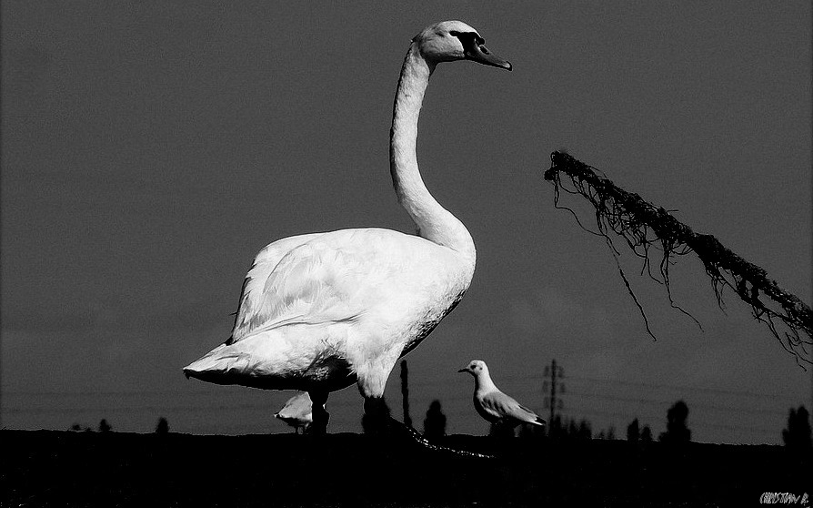 Il suffira d'un cygne...