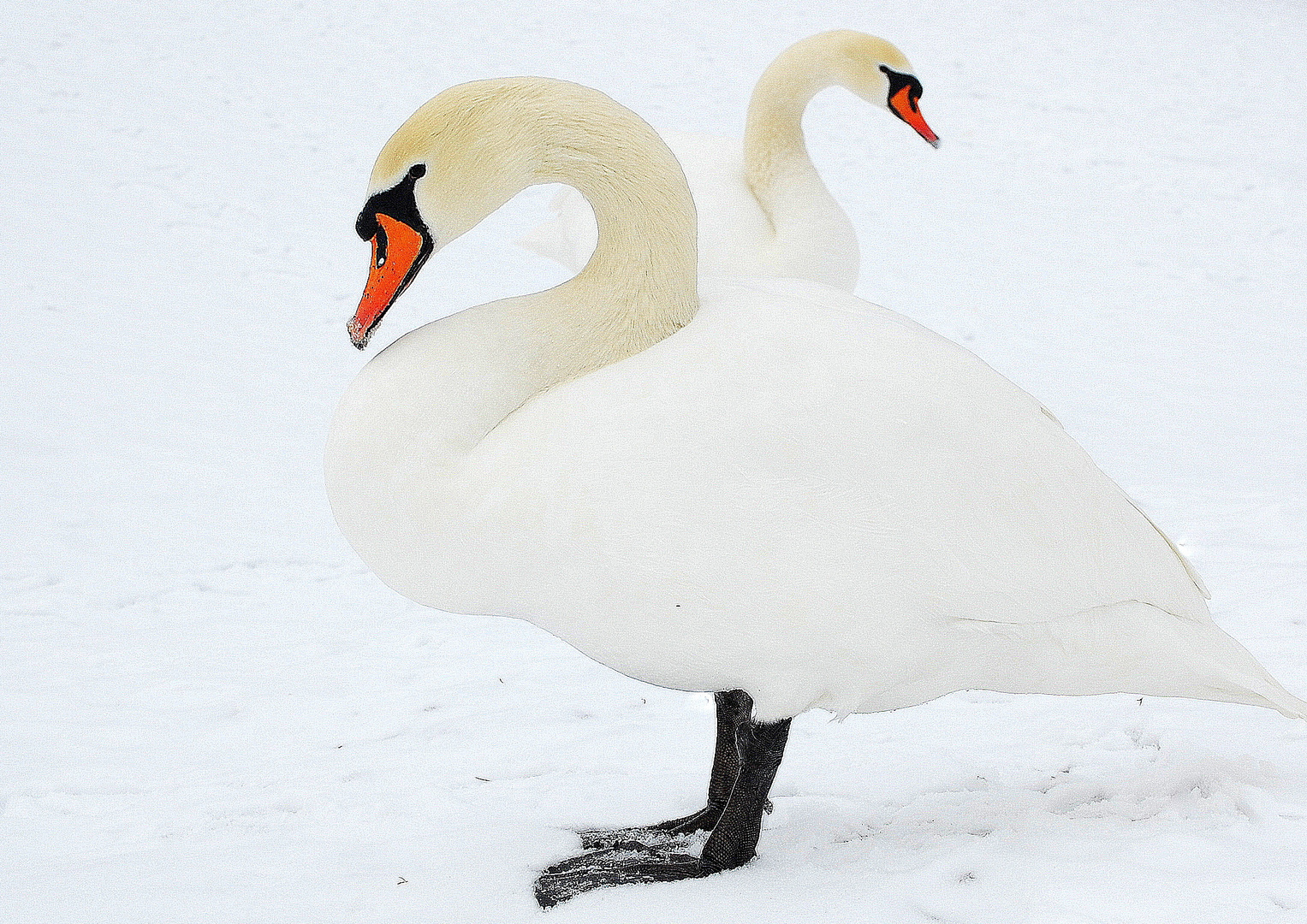 Il suffira d'un cygne ?