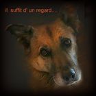 Il suffit d' un regard....