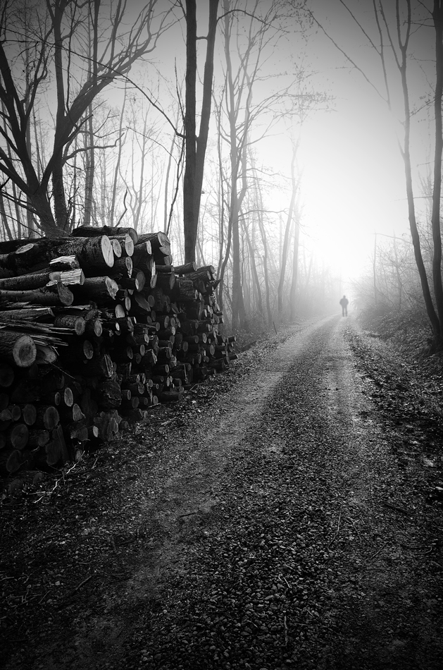 IL TAGLIO DEL BOSCO