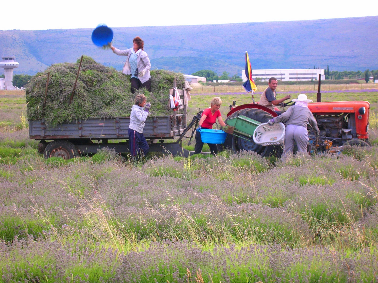 IL TAGLIO DELLA LAVANDA