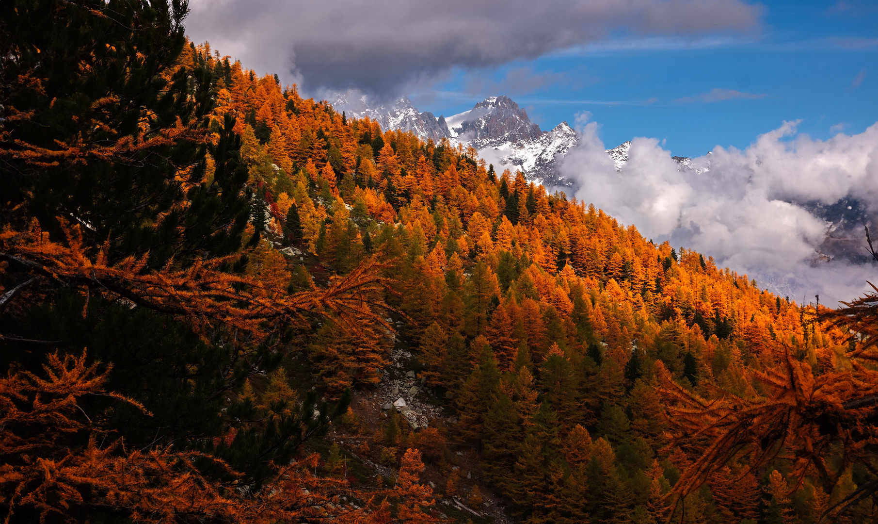 Il tappeto del Bianco