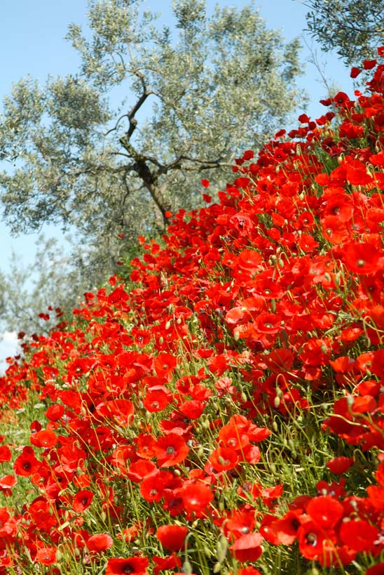 Il tappeto rosso