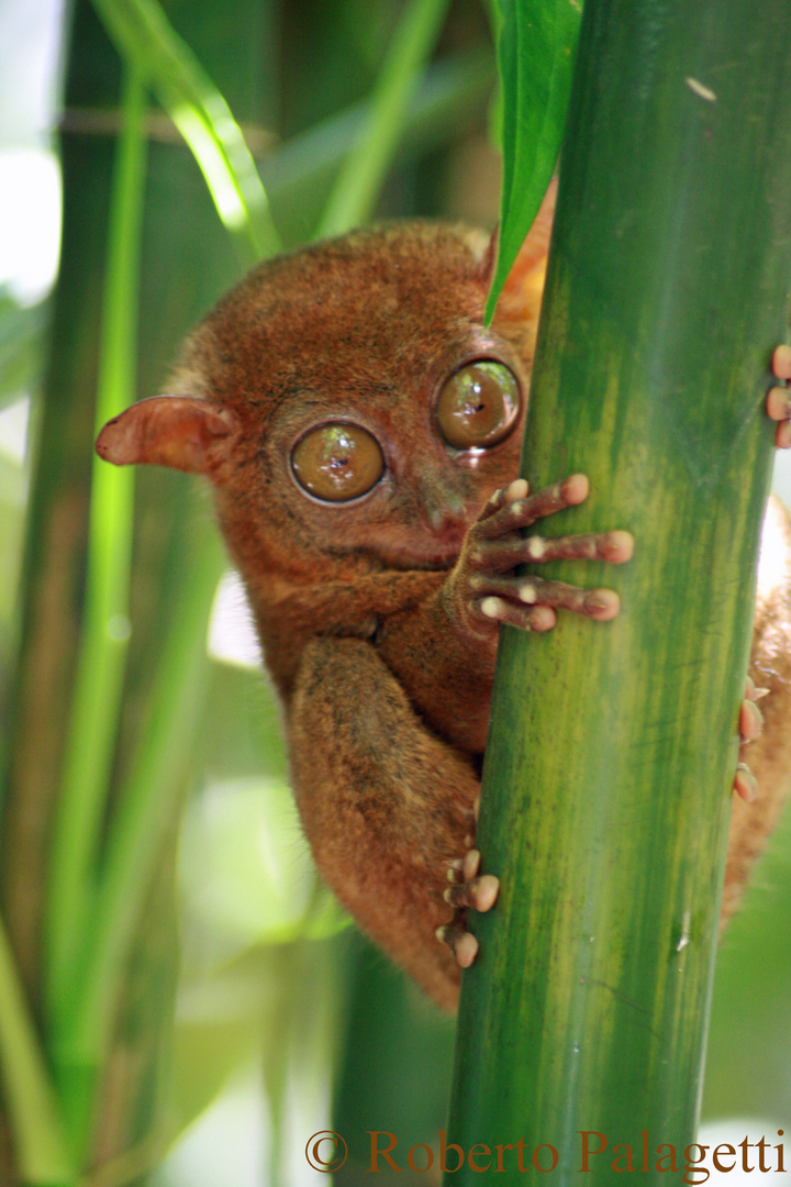 Il Tarsio (Bohol - Philippines)