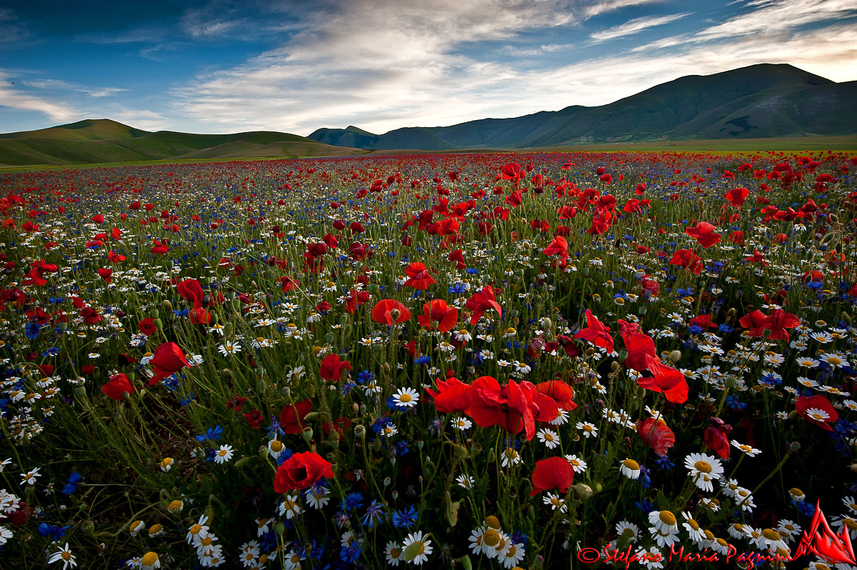 il tempo dei fiori