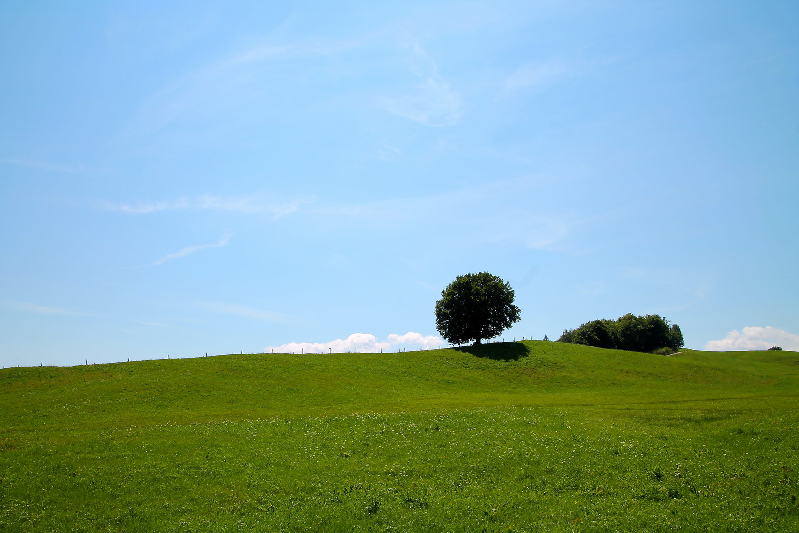 Il tiglio solitario