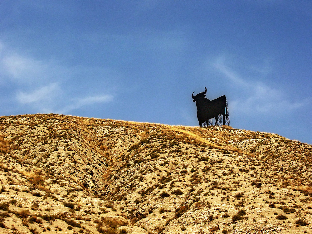 Il toro della Navarra