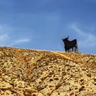 Il toro della Navarra