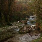 Il torrente nel bosco...