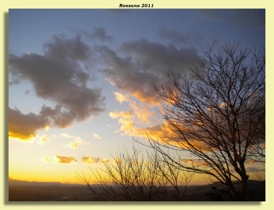 Il tramonto dell'albero