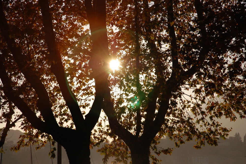 Il tramonto... dietro l'albero